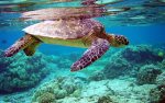 Green Sea Turtles are a common sight in Poipu
